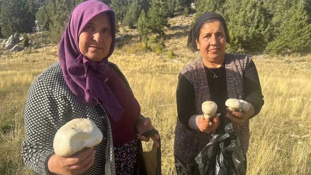 Torosların Efsanevi Lezzeti Çayır Mantarında Sezon Açıldı! 2